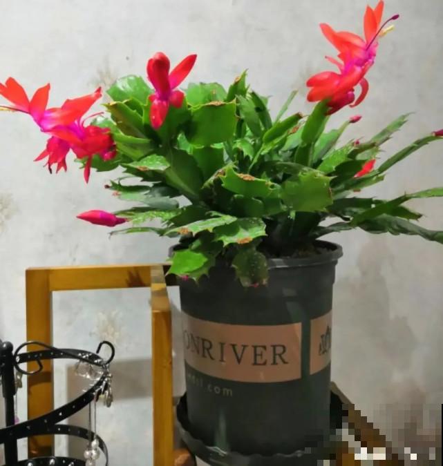 秋天给花补点“猛肥”,嫩芽一茬接一茬,花苞呼呼冒 秋天给花补点“猛肥”,嫩芽一茬接一茬,花苞呼呼冒