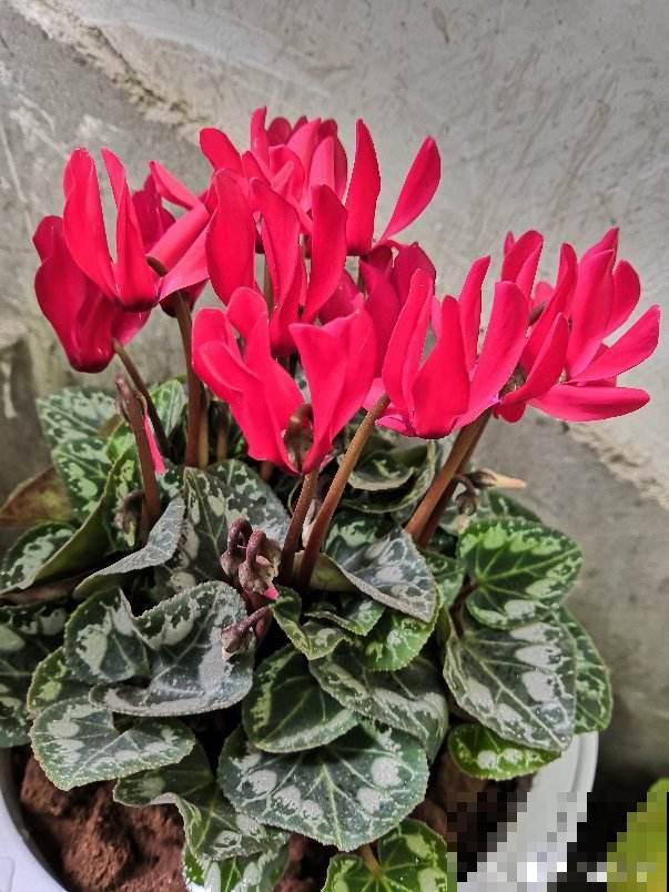 养了5年仙客来的老花匠，跟他学习后，原来爆盆秘诀这么简单