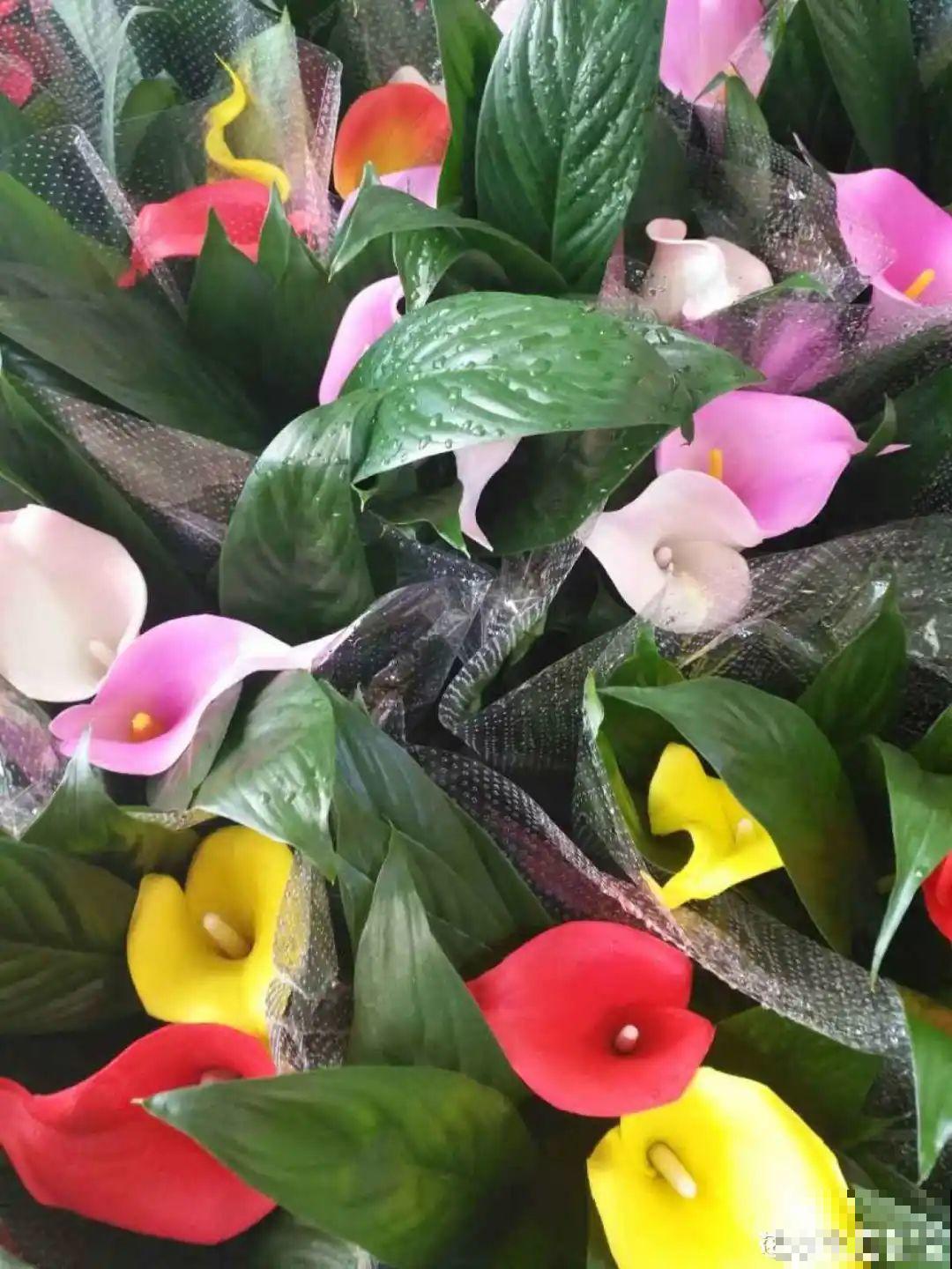 腊月买花要睁大眼，这8种花别要，养不活还浪费钱