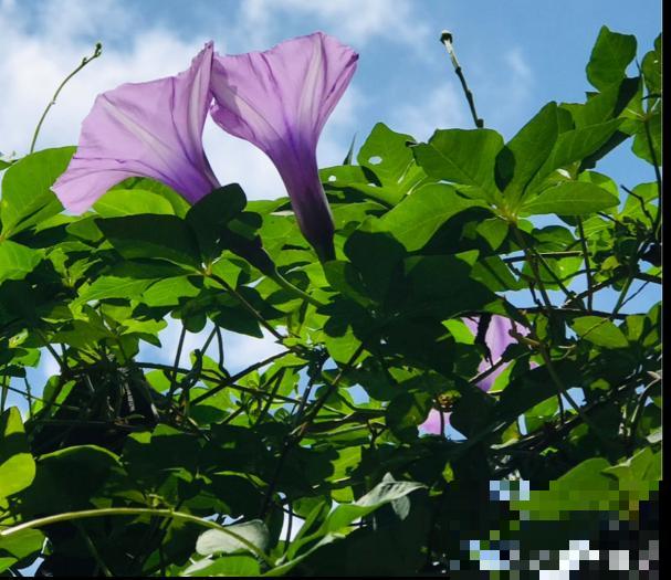 4组花长得太像,实在太容易认错,你能认出几个? 4组花长得太像,实在太容易认错,你能认出几个?