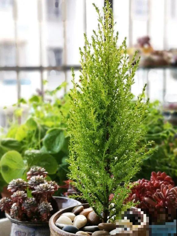 家里养一盆小香松,芬芳满室,满屋子都是高级香水味 家里养一盆小香松,芬芳满室,满屋子都是高级香水味