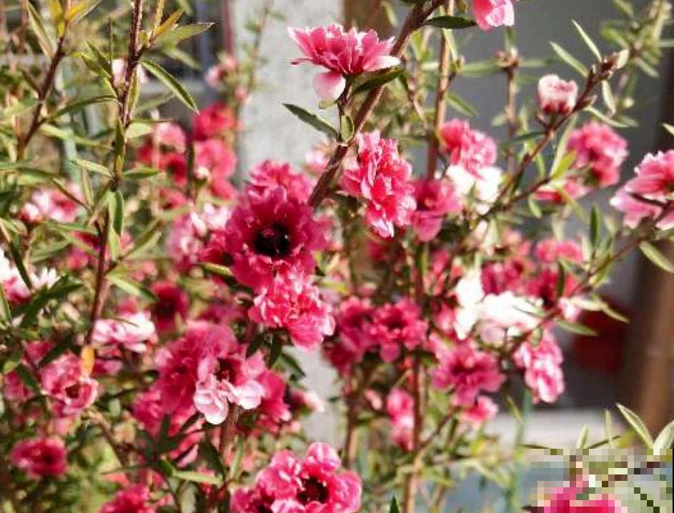 一种花像“松”又像“梅”，花色三变，易爆盆，开花持续小半年！