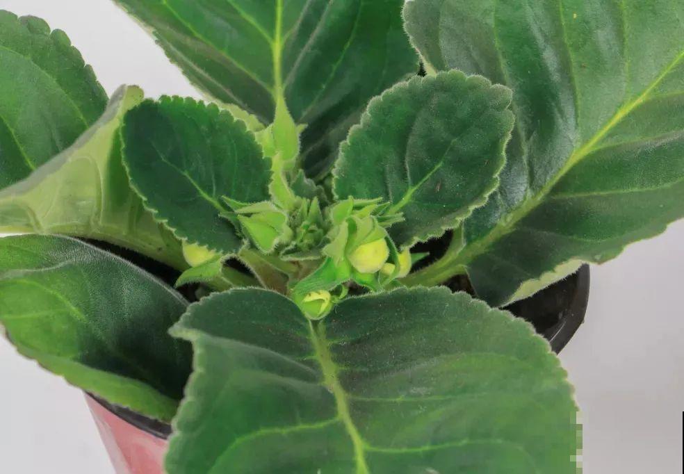 家里没光就养大岩桐，开花堪称“人间富贵花”，繁殖特简单