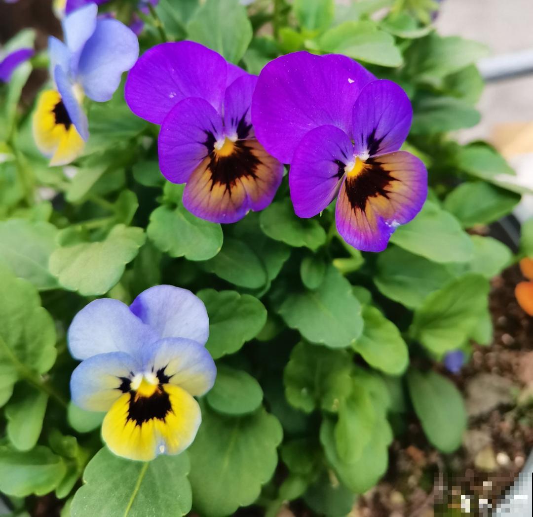 9种花,冬天狠心剪一刀,剪对了明年妥妥爆花 9种花,冬天狠心剪一刀,剪对了明年妥妥爆花