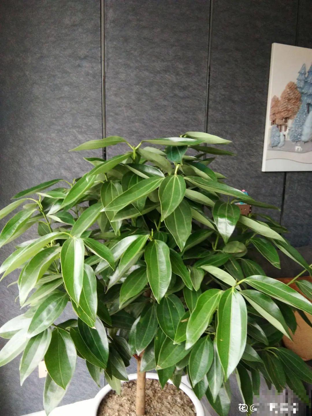 客厅养好树,子孙一直富,8种树养在家,镇宅有安全感 客厅养好树,子孙一直富,8种树养在家,镇宅有安全感