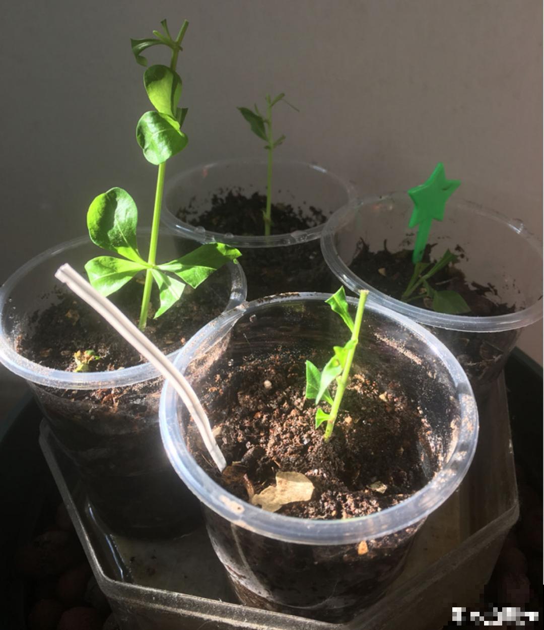 冬天扦插6种花，简单易成活，一盆变多盆