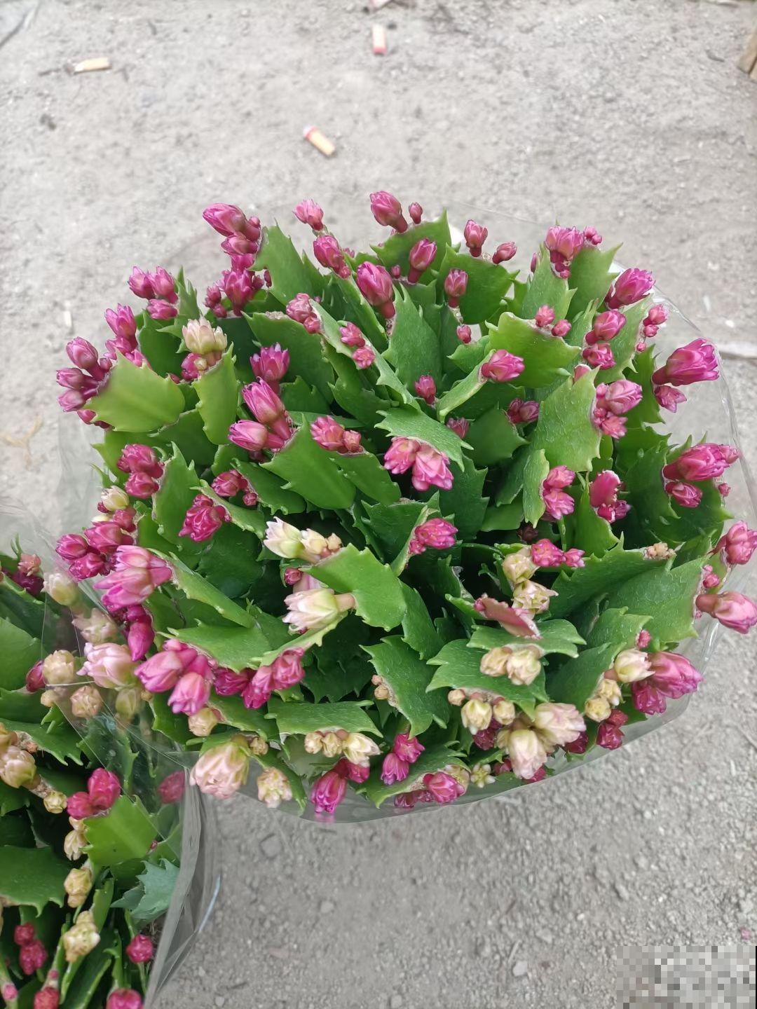 5种花养起来太省心，没人打理也能开花爆盆，这么“乖”谁能不爱