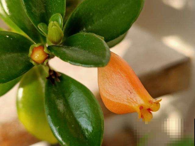 1种吊兰，长得像金鱼，养护只需5个步骤