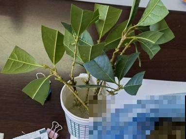 现在扦插8种花，生根快长得旺，冬春季节就开花