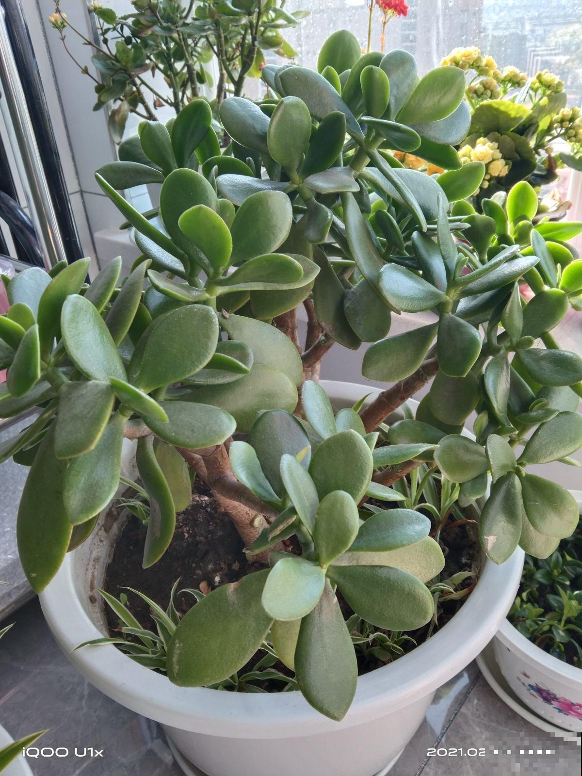 3种花就得用小盆“挤着养”,盆小水少,反而长得旺盛 3种花就得用小盆“挤着养”,盆小水少,反而长得旺盛