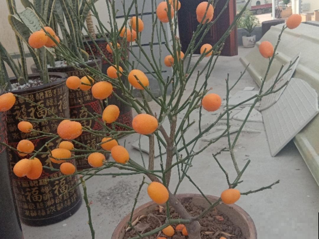 养花“急救”方法，1步搞定，别越拖越严重！