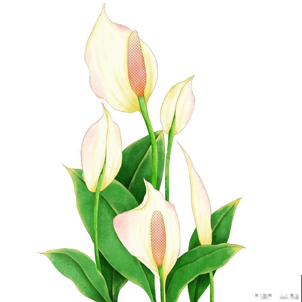 常见20种净化空气的室内植物