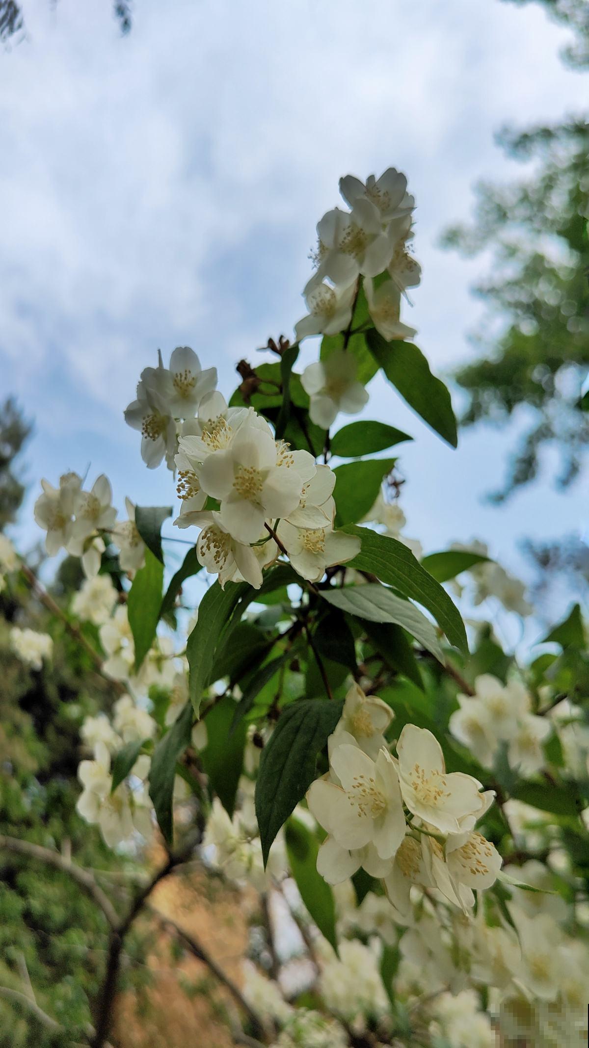 10道花卉竞赛题目，都答对的人太少，答对6道就是大神