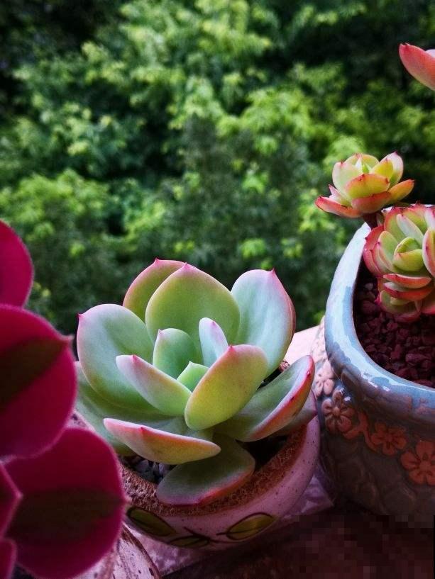 秋天的多肉还“瘦不拉几”,学会4个方法,多肉胖乎乎招人爱 秋天的多肉还“瘦不拉几”,学会4个方法,多肉胖乎乎招人爱