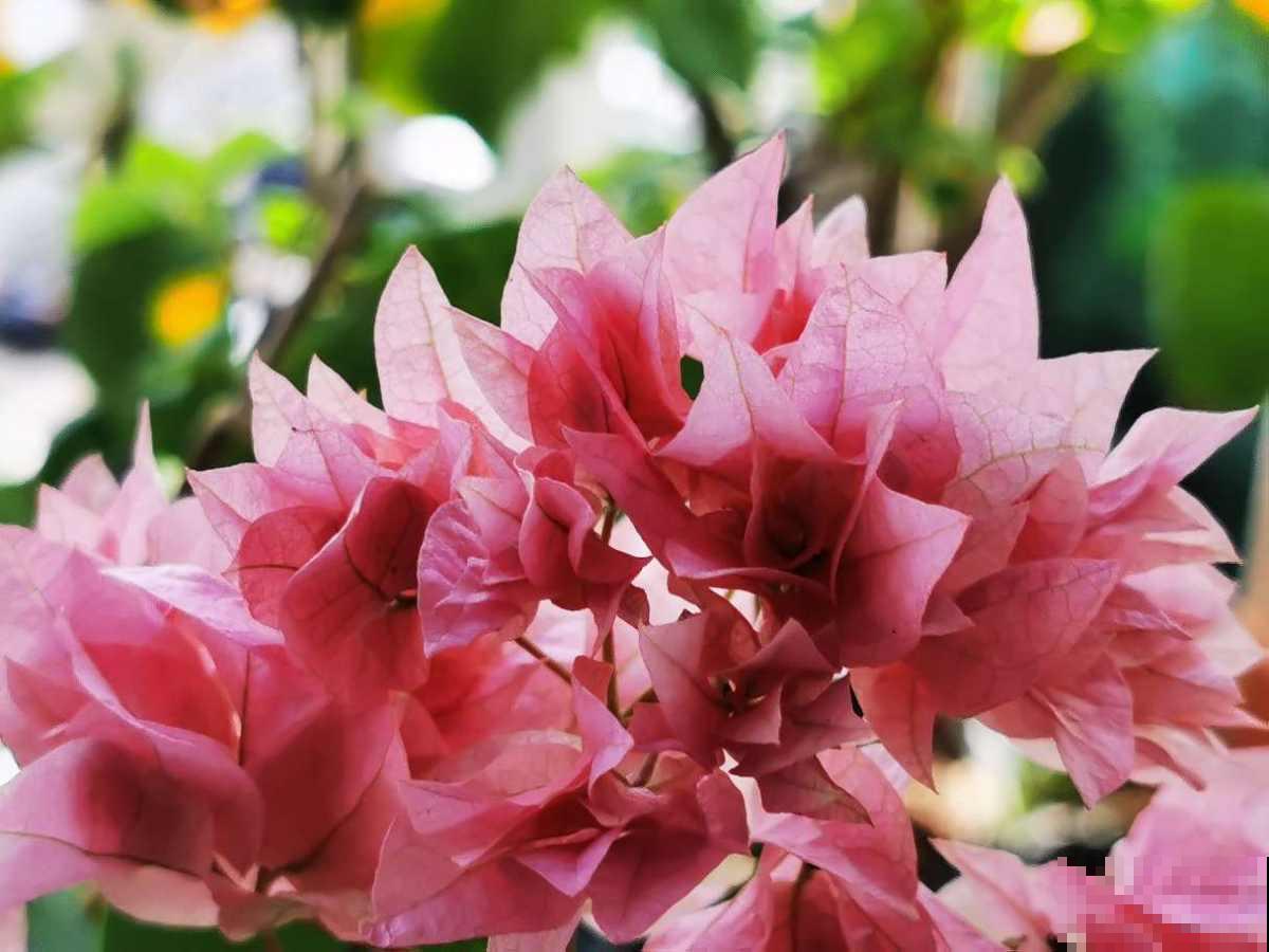 都羡慕南方花卉多,真正养起来才知道多痛苦 都羡慕南方花卉多,真正养起来才知道多痛苦