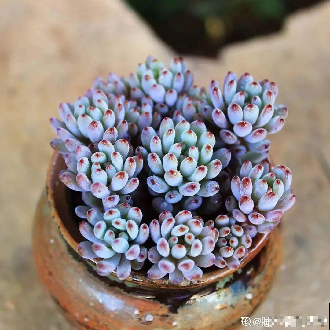 秋天在家养盆“香香花”，满屋子香味，还特耐寒