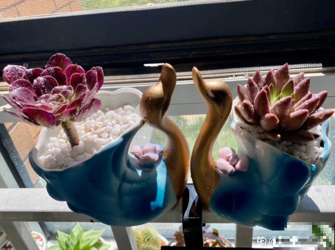 5种花盆,闷根又烂根,一养花就死掉 5种花盆,闷根又烂根,一养花就死掉