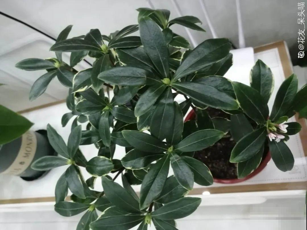 养花一直不开花,给他套个黑塑料袋,花苞呼呼冒 养花一直不开花,给他套个黑塑料袋,花苞呼呼冒