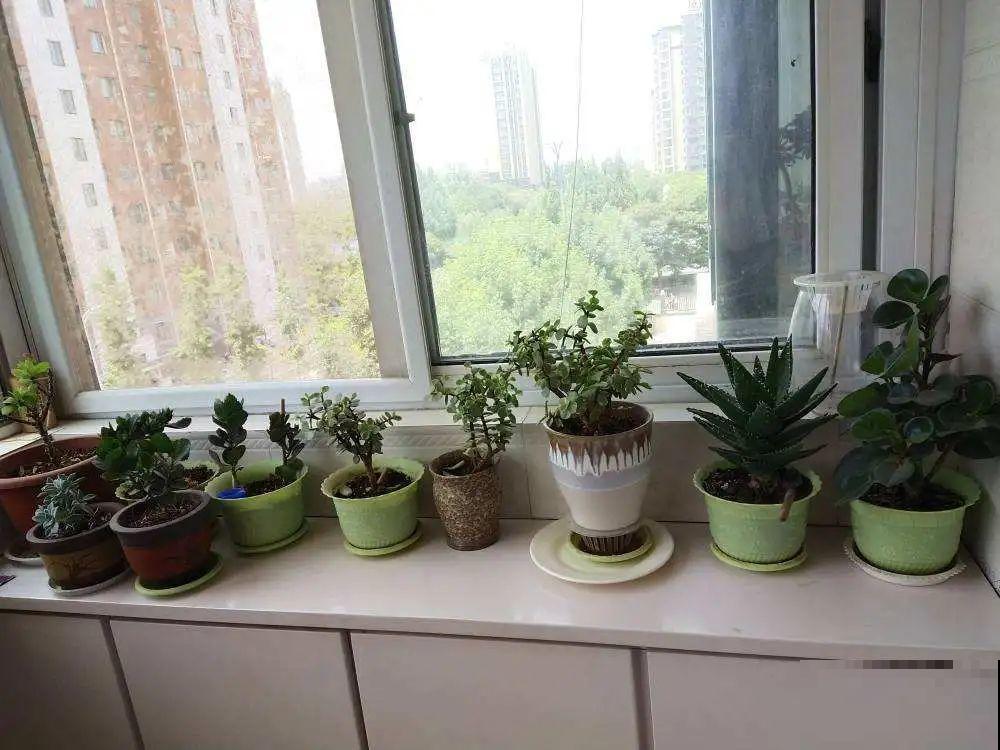 新房装修完，养盆“天然净化器”，净化空气身体棒