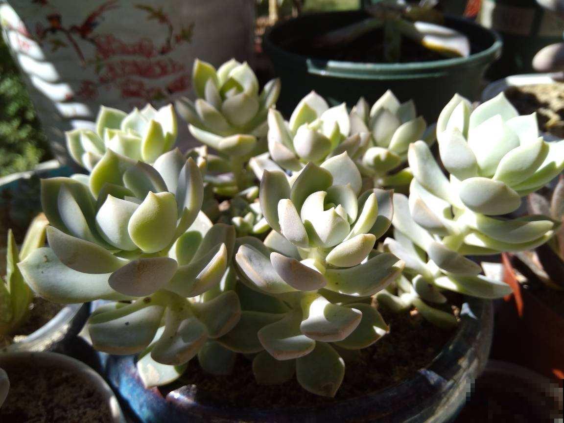 去她家里才知道，什么是多肉大户，有2盆原来这么爱爆盆