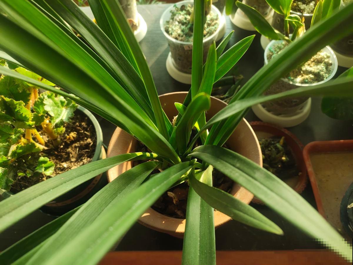 养兰花要注意3要点，养爆盆问题不大，还能越养越壮