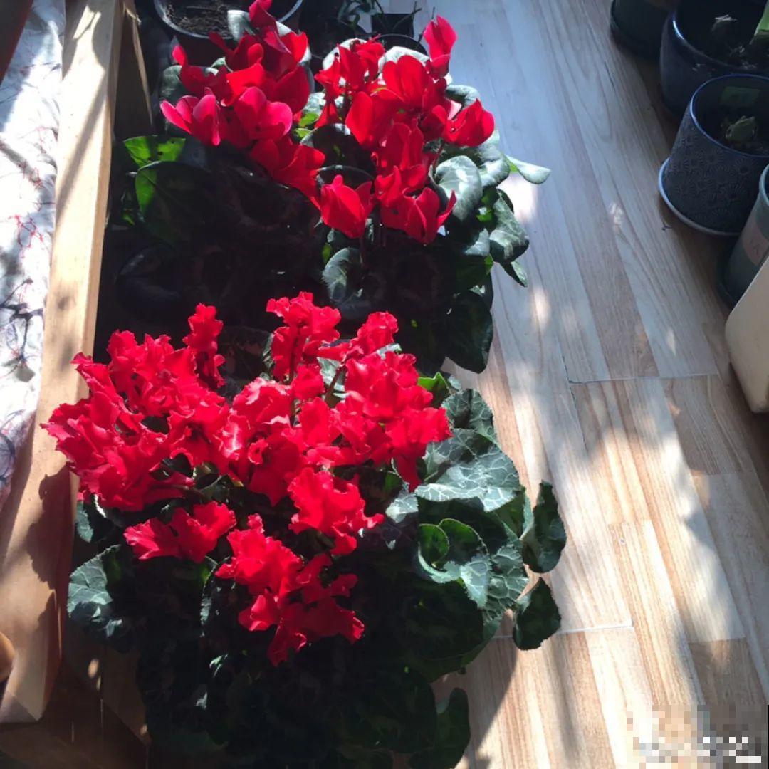 20种花，现在养正是开花好时候，再晚就过季了