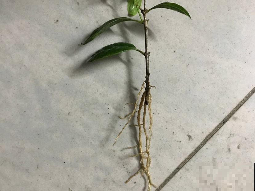 现在扦插8种花，生根快长得旺，冬春季节就开花