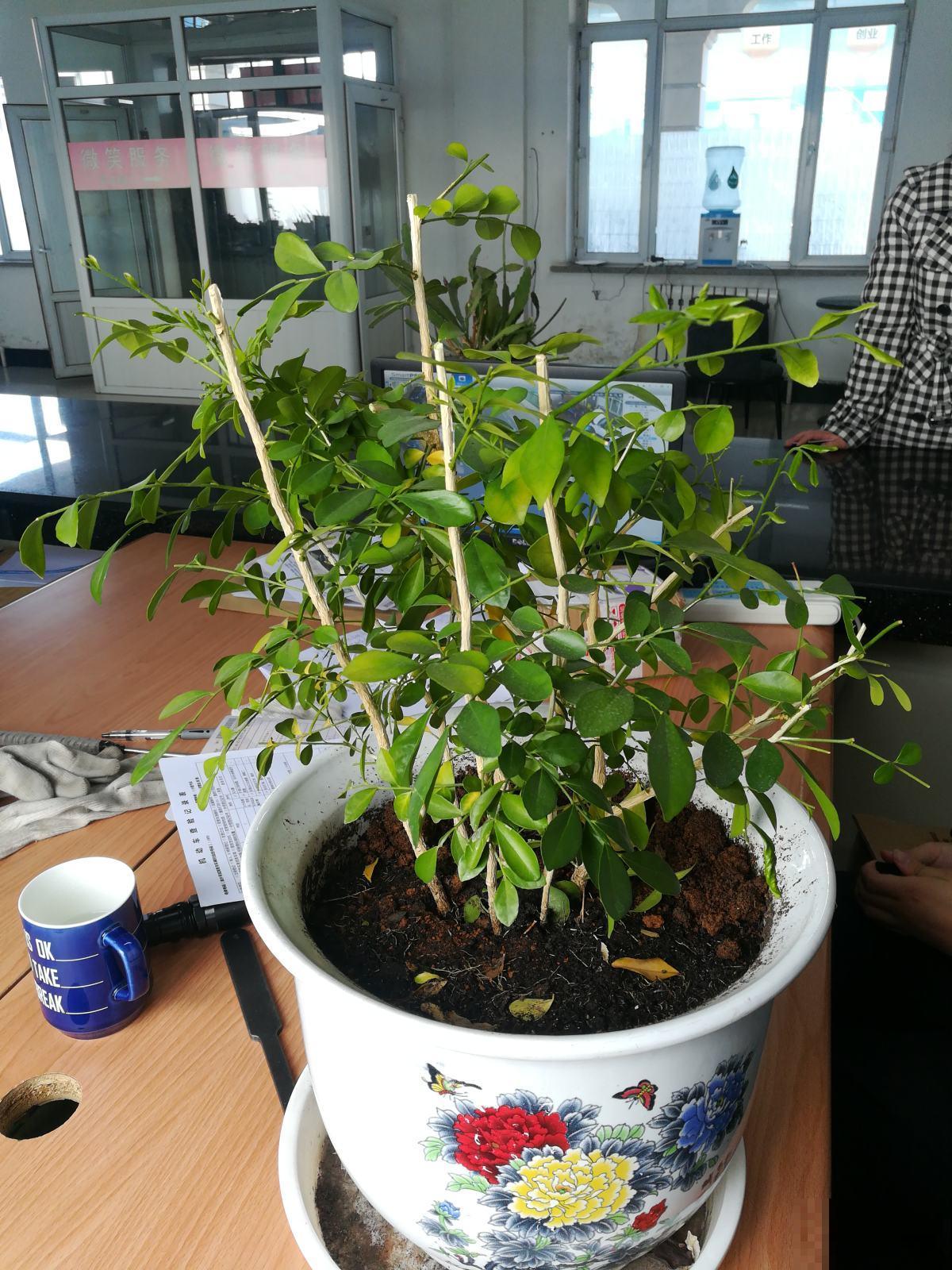 盆栽花卉最讨厌“杂草”,再不拔掉,养分都要被抢没了 盆栽花卉最讨厌“杂草”,再不拔掉,养分都要被抢没了