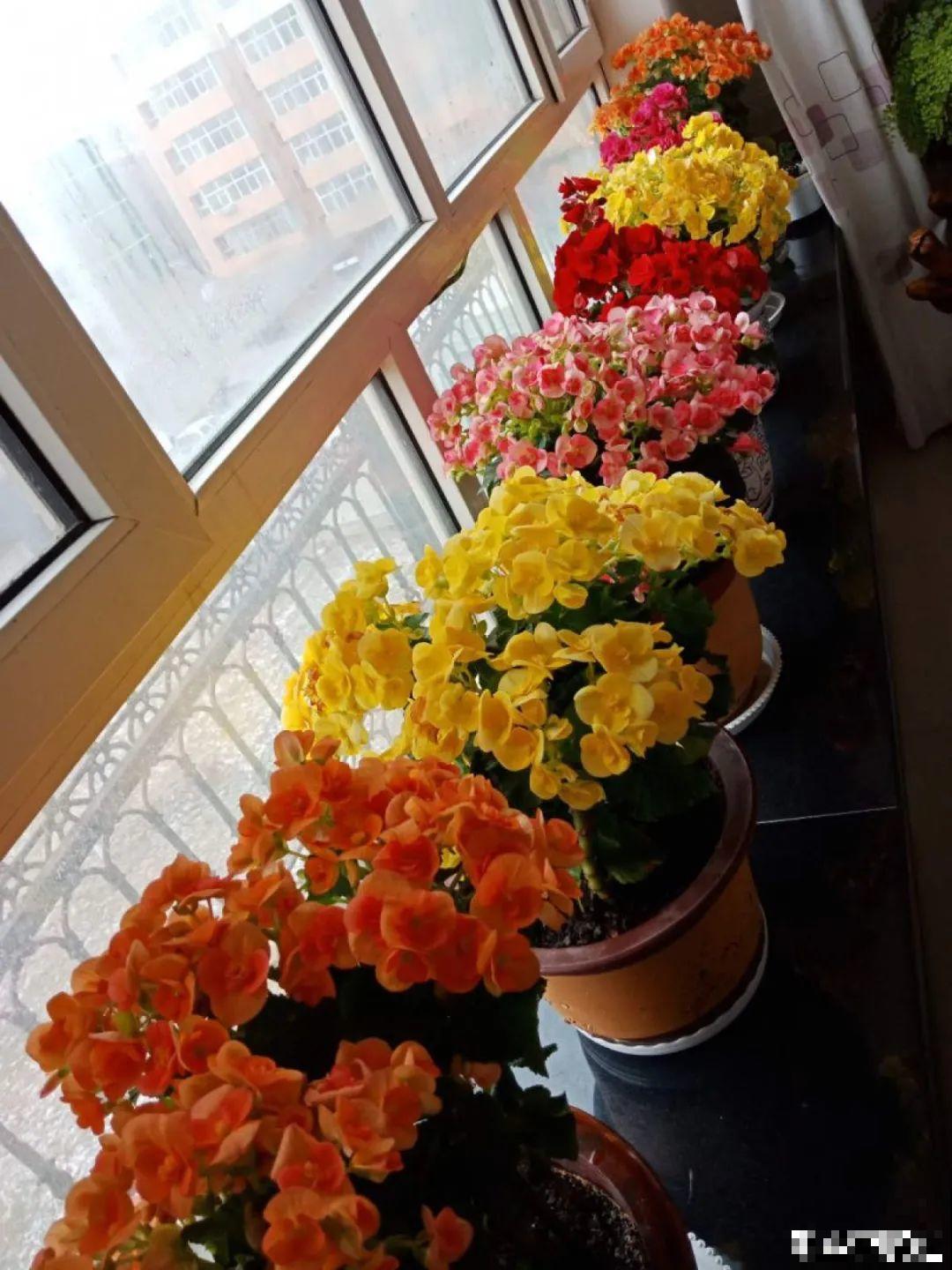 秋冬养盆丽格海棠，花朵像牡丹，有金玉满堂好兆头