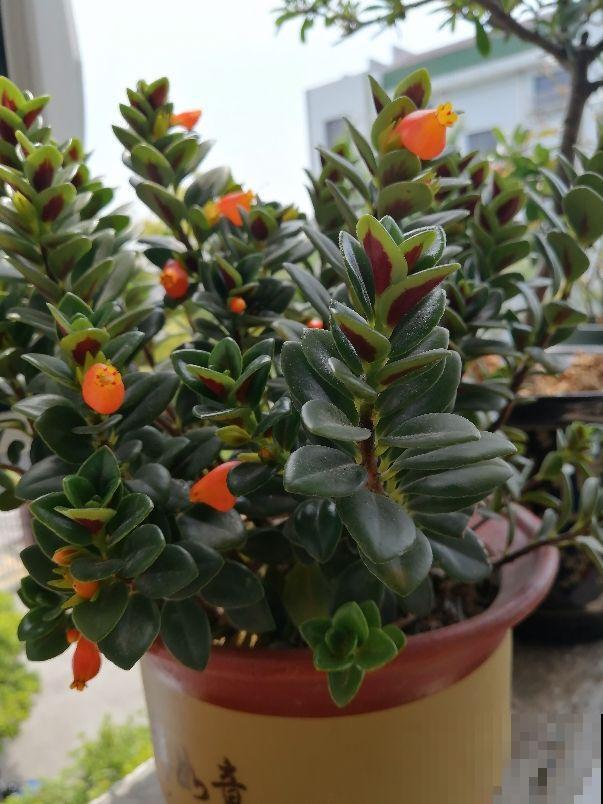 阳台就养盆金鱼吊兰，满盆开出小金鱼，寓意年年有余