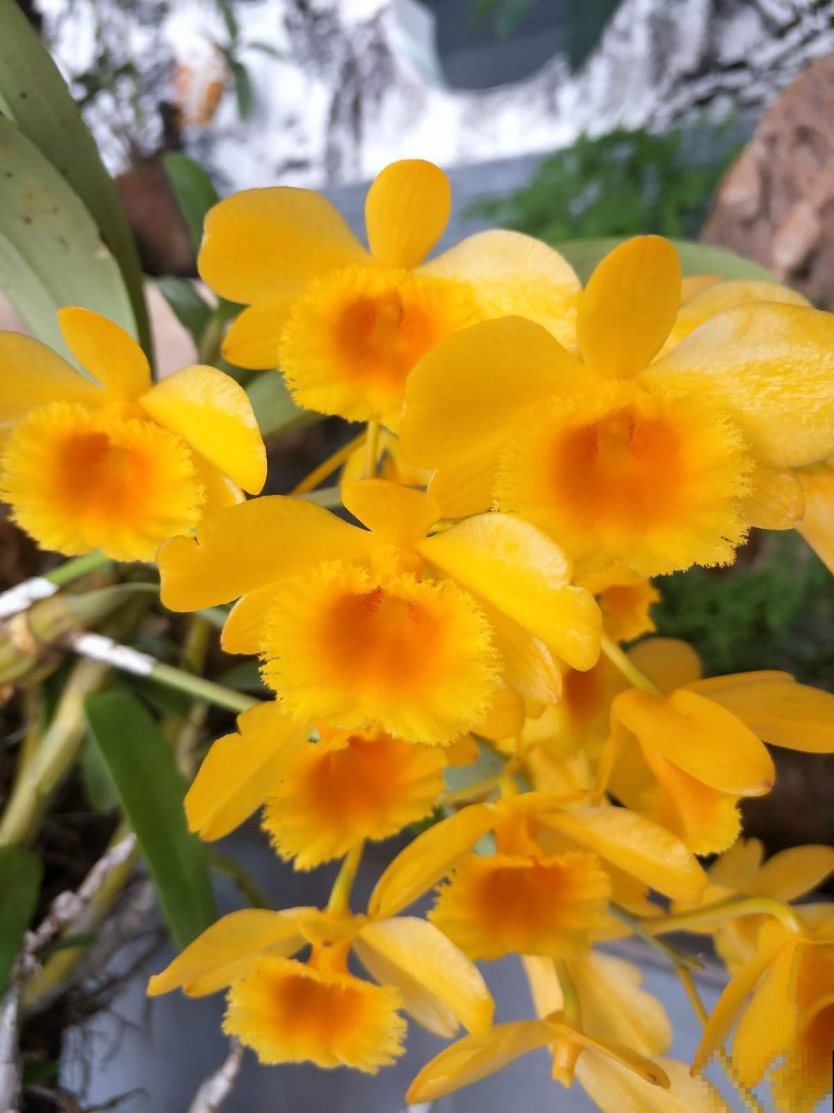 看着满阳台的花，真想扔掉，养花的心累有谁懂