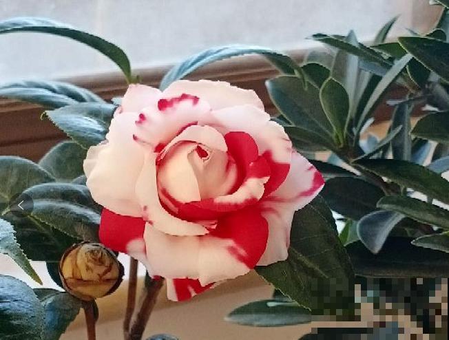 1种花特耐寒,冰天雪地也开花,颜色热闹火红 1种花特耐寒,冰天雪地也开花,颜色热闹火红