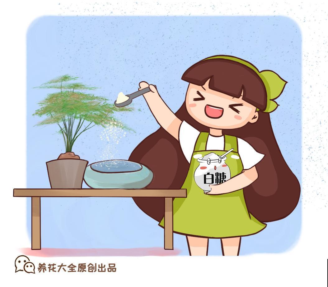 养花48字口诀，是养文竹的精髓，学会了叶子翠绿又精神