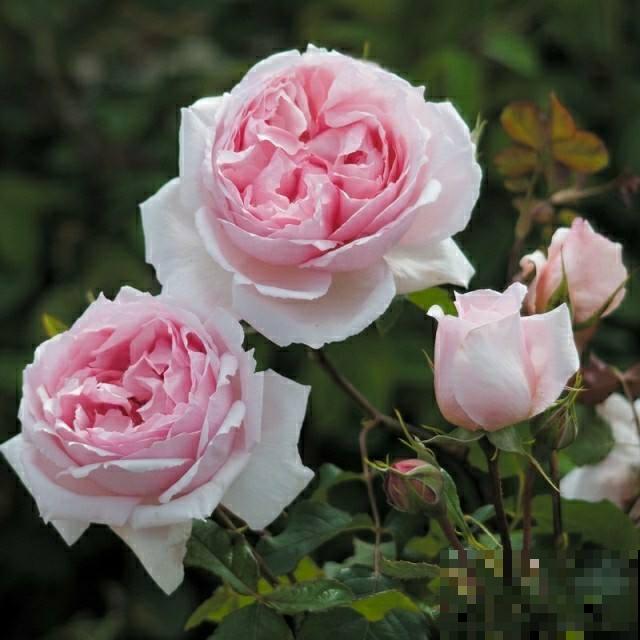 插根枝条就能活,养花不花冤枉钱,秒变家中小花园 插根枝条就能活,养花不花冤枉钱,秒变家中小花园