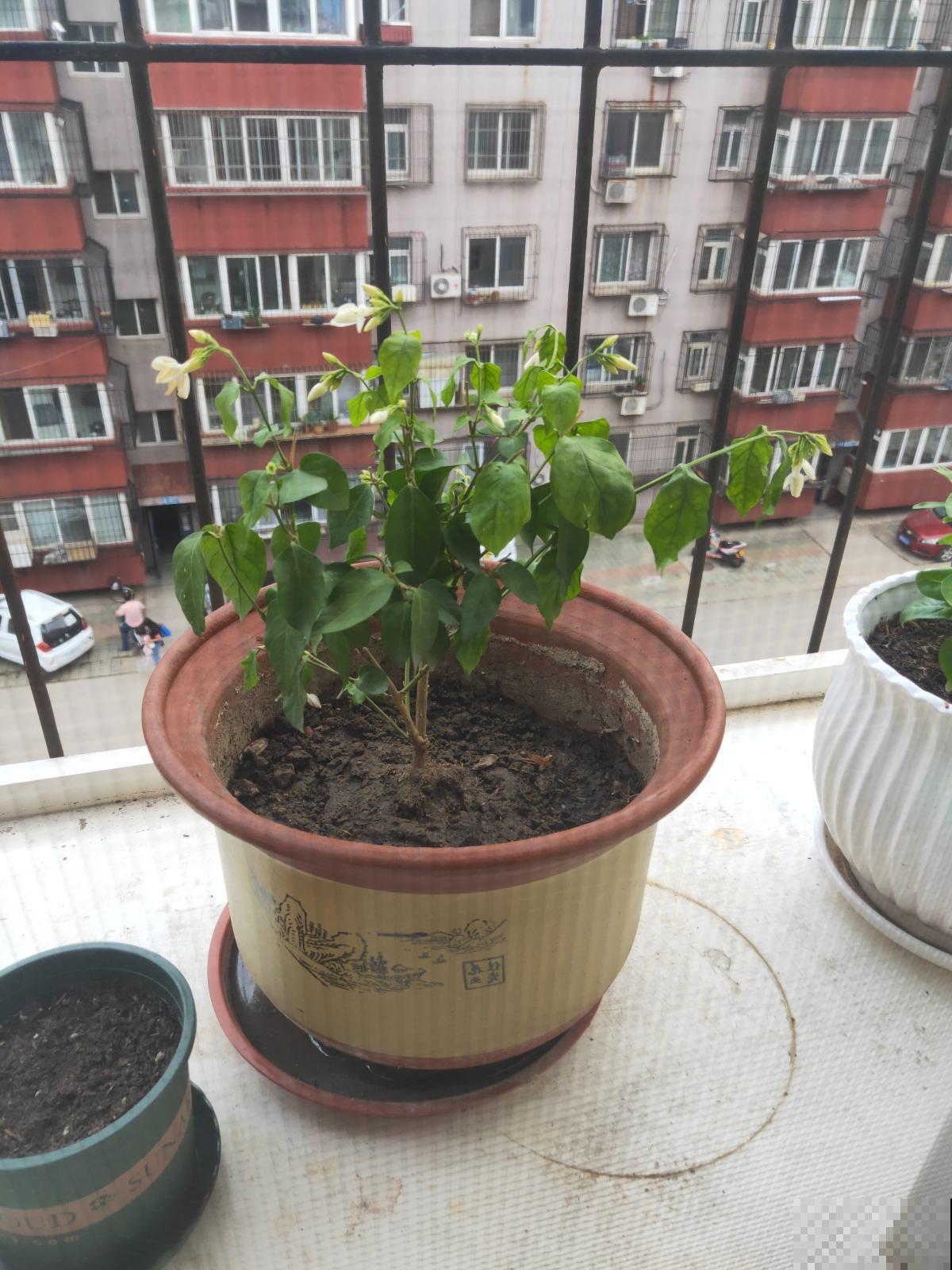 4种“垃圾”别丢掉，用来养花效果太好，还能省下一大笔钱