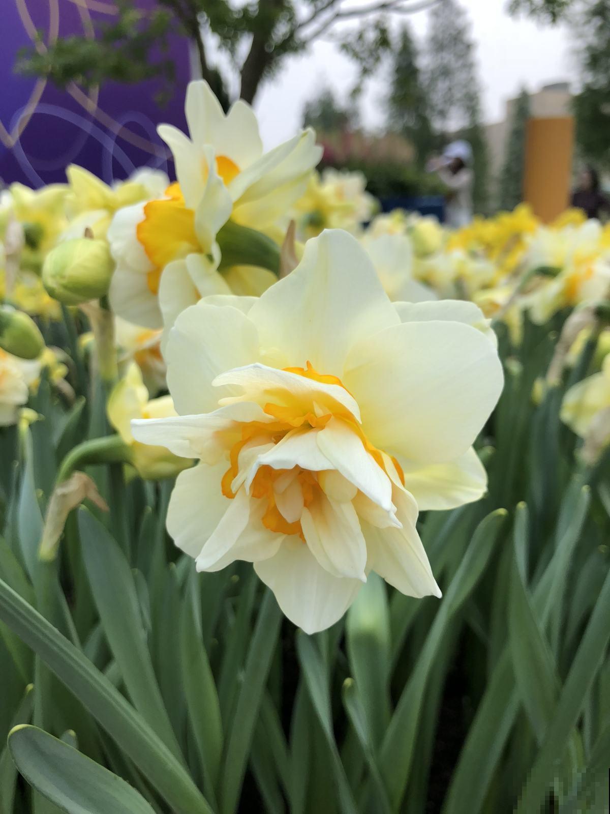 中国10大名花排行榜,快来看看,你喜欢的花卉上榜了吗 中国10大名花排行榜,快来看看,你喜欢的花卉上榜了吗