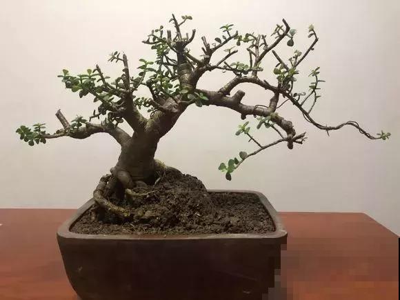 冬天植物积水烂根怎么办？锥形垫片是神器，每盆花都应该放一个