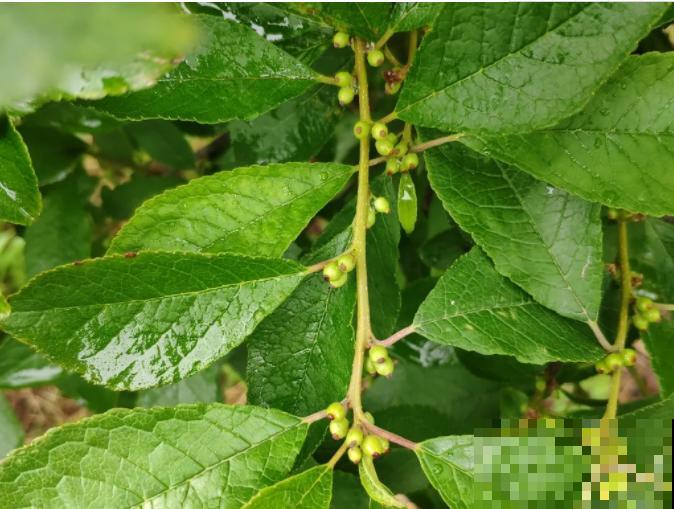 -30℃都不怕的“富贵树”,天越冷、果子越红,一挂就是大半年 -30℃都不怕的“富贵树”,天越冷、果子越红,一挂就是大半年