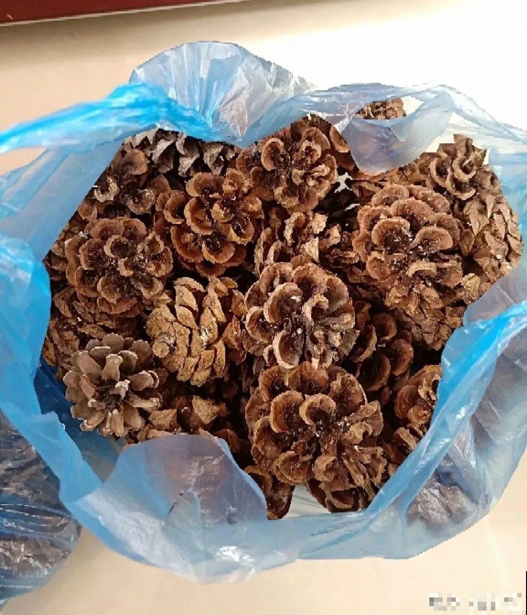 10种“垃圾”不要丢，拿来养花效果好，还能省下一笔钱