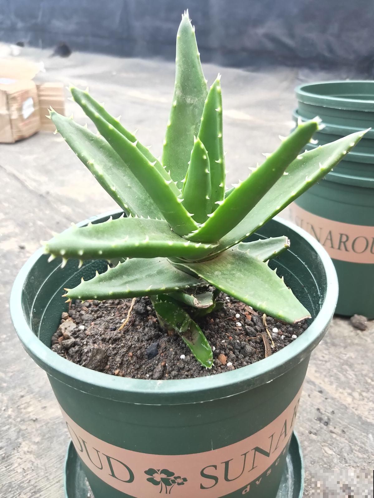 6种适合女人养的花,懂得生活的人才值得拥有它,好看又好养 6种适合女人养的花,懂得生活的人才值得拥有它,好看又好养