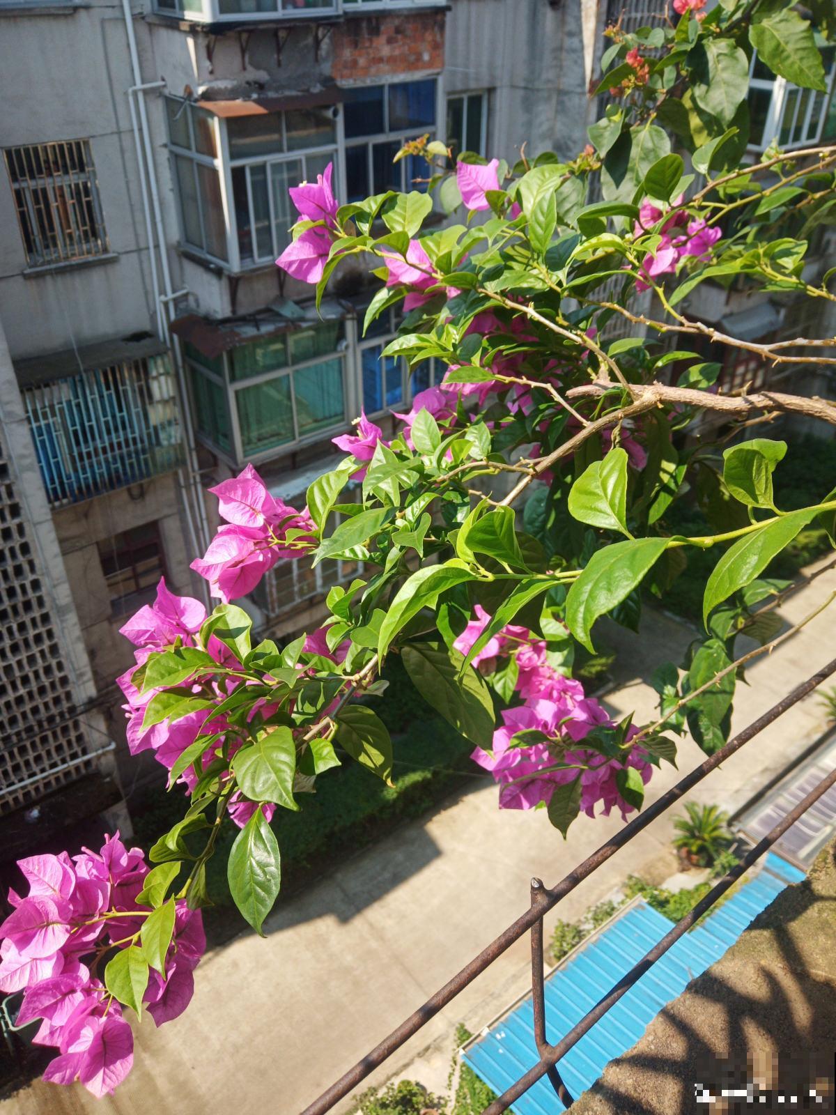 老花匠养三角梅开花不断，而你还在担心落叶问题，差在哪了？