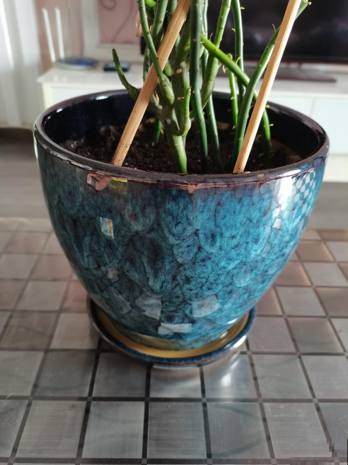 瓷盆养花越养越瞎，养花选盆别用瓷盆，花都养死了