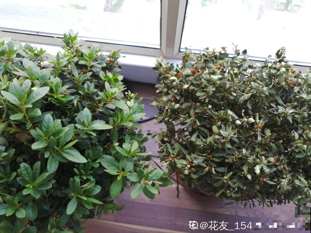 养花“急救”方法，1步搞定，别越拖越严重！