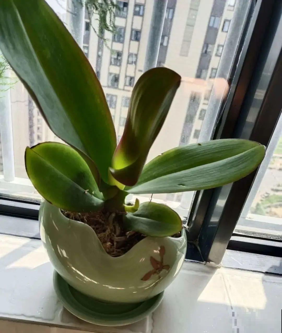 养蝴蝶兰注意4要点，叶子油亮有光泽，花朵娇艳美丽