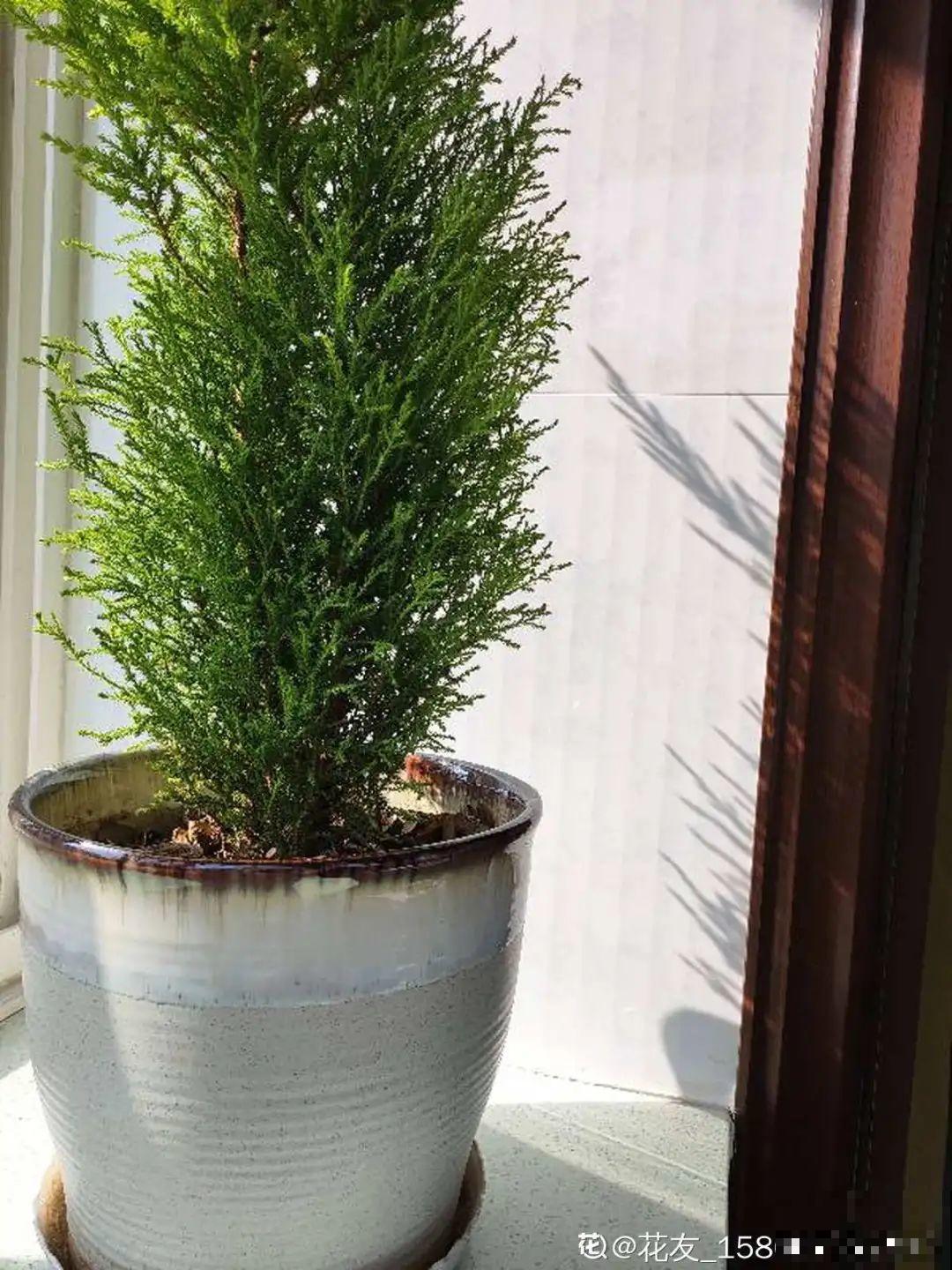 家里养一盆小香松,芬芳满室,满屋子都是高级香水味 家里养一盆小香松,芬芳满室,满屋子都是高级香水味