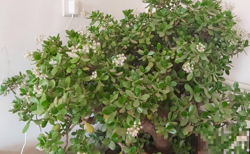 15年的君子兰，今天终于奇迹开花，开花技巧都给你！