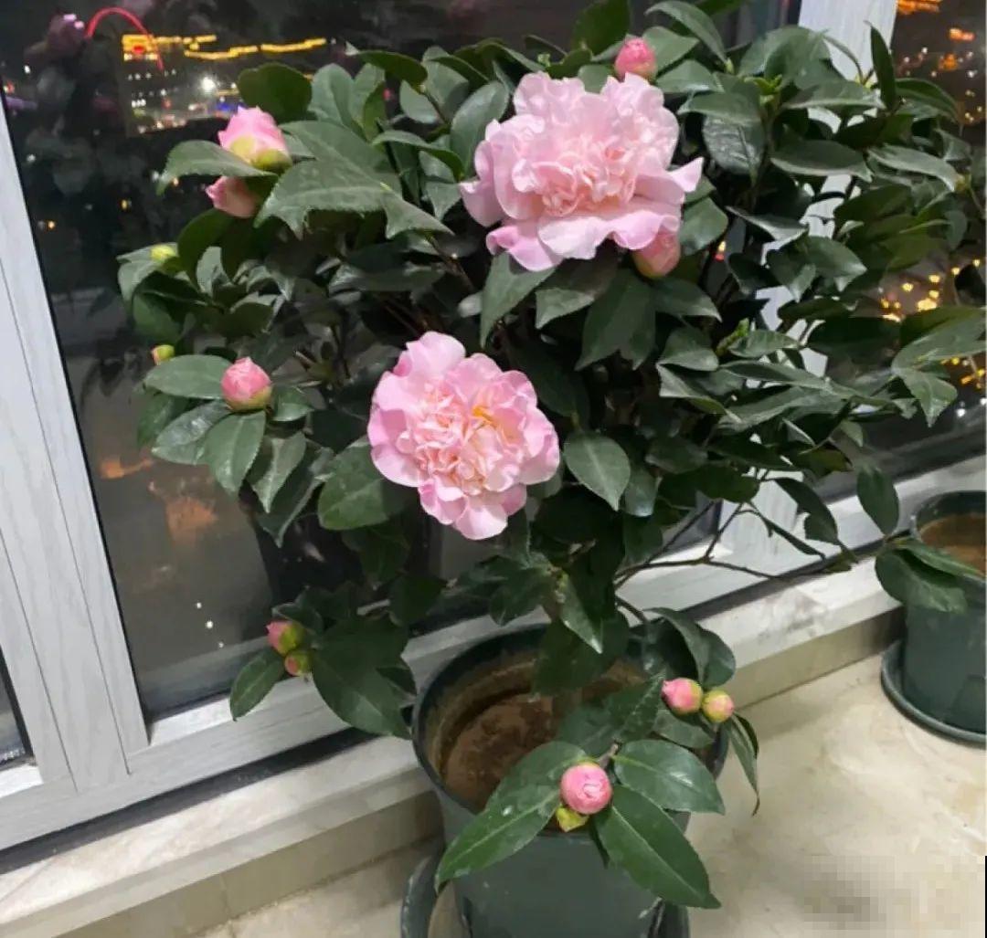 10种花，冬天别喷水，越喷越烂叶，变成光杆特丑