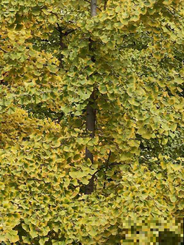 银杏浑身都是宝,为啥种的人那么少?原因有三点 银杏浑身都是宝,为啥种的人那么少?原因有三点