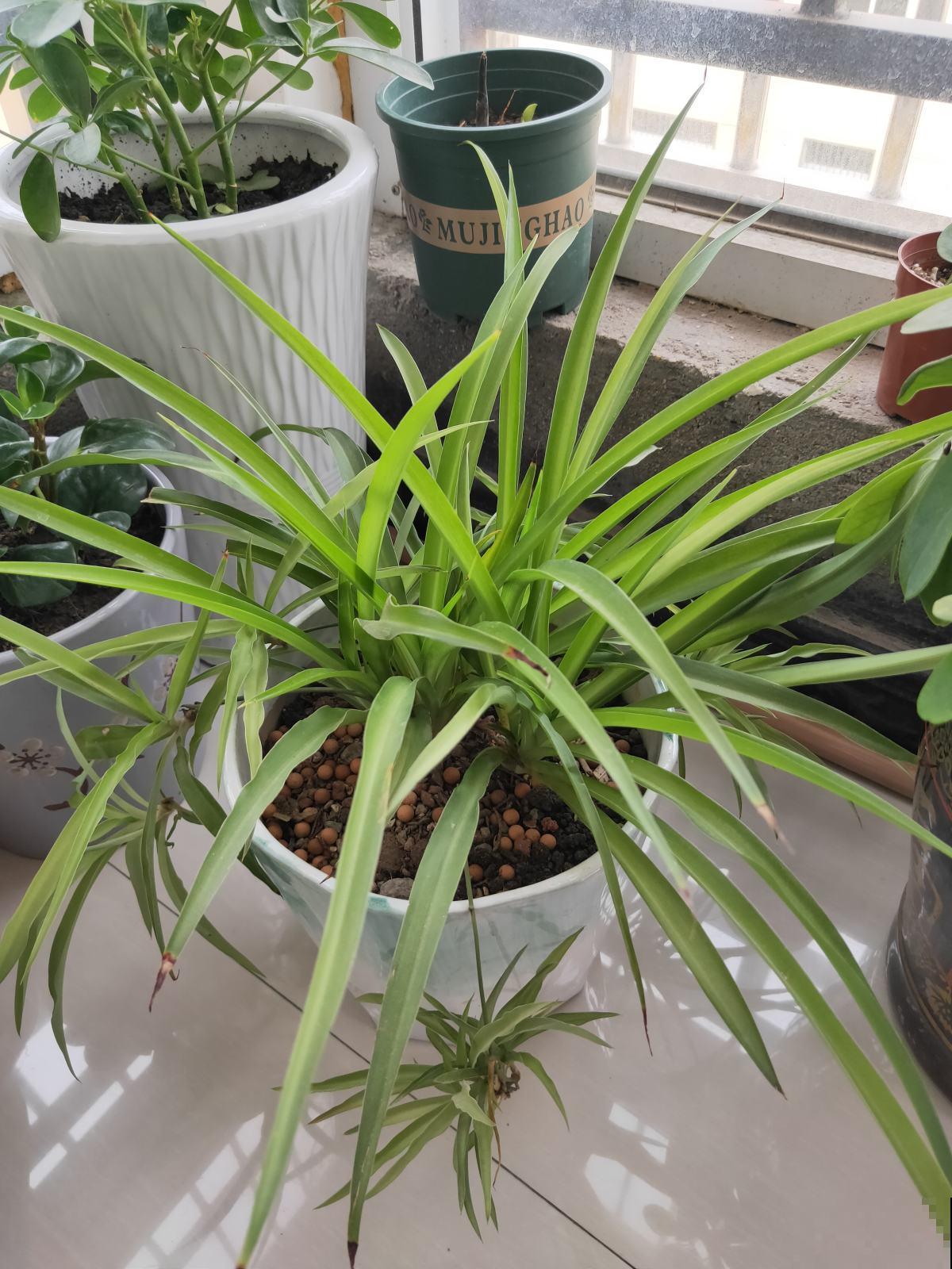 4种花是“天然净化器”,秋冬季节养一盆,净化空气效果好 4种花是“天然净化器”,秋冬季节养一盆,净化空气效果好