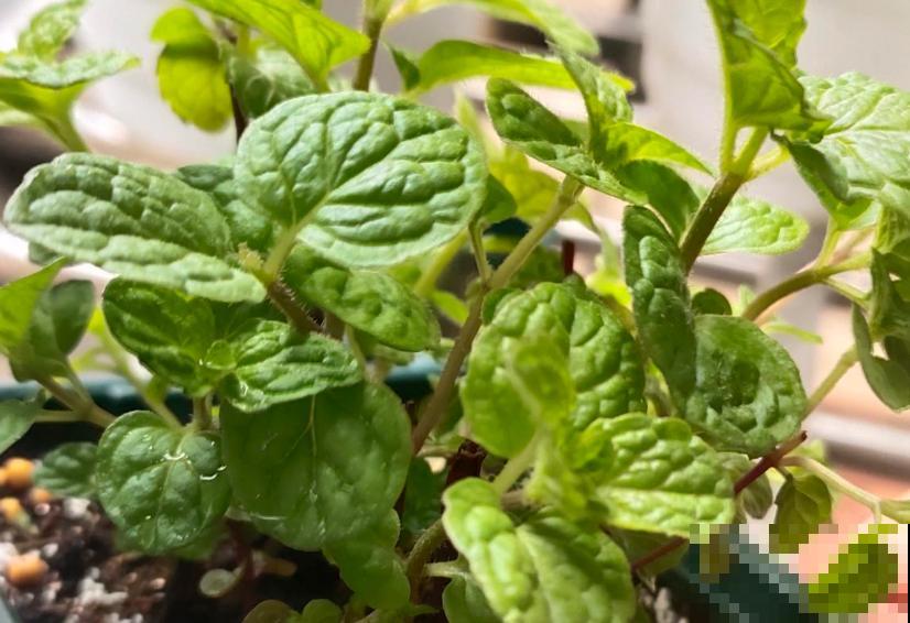 人养花三年,花养人一生,45年中医爱养的花,堪称植物“小药箱” 人养花三年,花养人一生,45年中医爱养的花,堪称植物“小药箱”